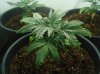 plant1.jpg