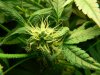 Bud Pic6_640x480.jpg