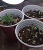 Grow 1.JPG