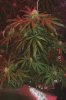 Plant01.jpg