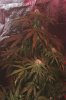 Plant02.jpg