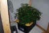DSC_0126.jpg