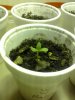 day03 good sprout.jpg