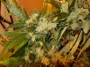 bud5.jpg
