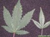 Thrips.jpg