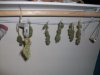 100_0300.jpg