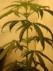 Curlleaves.JPG