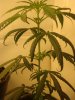 curlleaves2.JPG