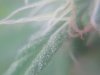close up (10).jpg