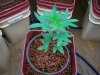 100_1161.jpg