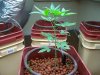 100_1160.jpg