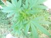 ogKush1.jpg