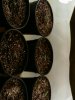 Day 7 from Seed.jpg
