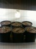 Day 9 from Seed.jpg