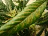 badleaf2.JPG