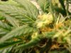 Bud2.JPG