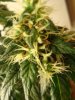 Bud.JPG