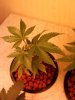 dro seed clone fem.jpg