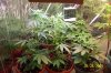 30daysflowering 007.jpg