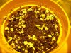 seedling 1st day.jpg