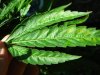 leaf margins curl.jpg
