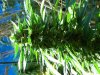 5Cola OG Kush Organic Outdoor Medical.jpg