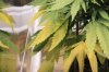 plants1 1.jpg
