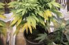 plants1 2.jpg