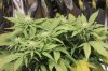plants1a.jpg