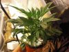 Plant 2 9.27.jpg