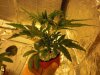 Plant 3 9.27.jpg