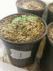 Day 11 from Seed Pot 1.jpg