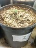 Day 11 from Seed Pot 2.jpg