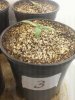 Day 11 from Seed Pot 3.jpg