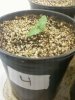 Day 11 from Seed Pot 4.jpg