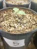 Day 11 from Seed Pot 5.jpg