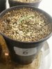 Day 11 from Seed Pot 6.jpg
