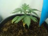 plant2.jpg