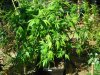 17Leaf yellow progression whole plant.jpg