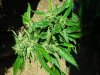 1Yellowing on leaf tips.jpg
