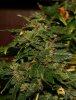 bud.jpg