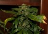 bud2.jpg