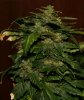 bud3.jpg