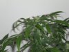 2nd week flower.jpg