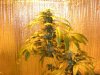 week 4 flower.jpg