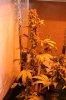 pictures 007.jpg