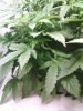 dro seed clone fem2.jpg