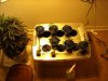Picture 004.jpg