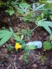 DSC01172.jpg