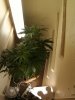 good reg clone fem.jpg2.jpg